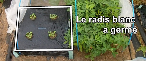 Le radis blanc (radis japonais) a germé
