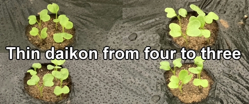 The cotyledons of "Shogoin" daikon and "Green neck" daikon radish