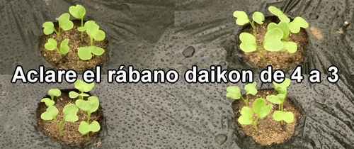Los cotiledones del rábano daikon (rábano japonés) Shogoin y Aokubi