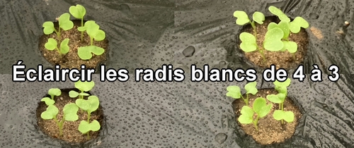 Les cotylédons des radis blancs (radis japonais) Shogoin et Aokubi