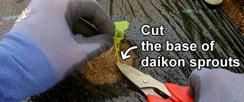 The first thinning of Shogoin daikon and Green neck daikon