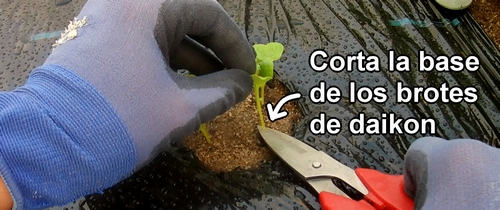 El primer aclareo del rábano daikon (rábano japonés) Shogoin y Aokubi