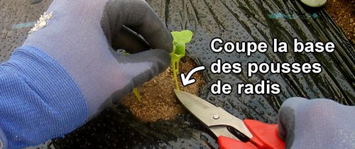 Le premier éclaircissage des radis blancs (radis daikon) Shogoin et Aokubi