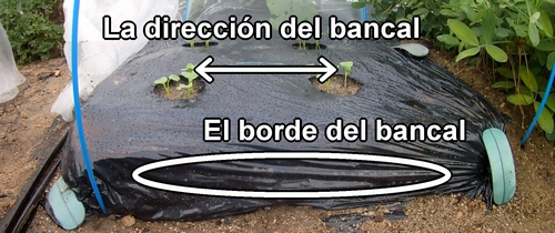La cama de los rábanos daikon (rábano japonés)