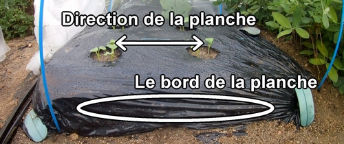 La planche de radis blancs (radis daikon)