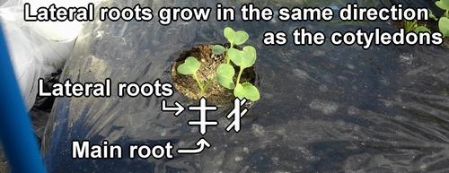Daikon's lateral roots grow in the same direction as the cotyledons