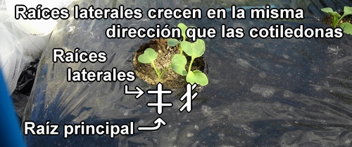 Las raíces laterales del daikon crecen en la misma dirección que los cotiledones