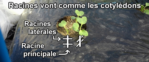 Les racines latérales du radis blanc (radis japonais) poussent dans la même direction que les cotylédons