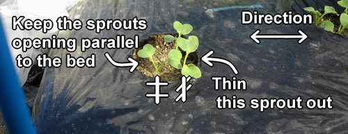 If you're unsure, keep the cotyledons parallel to the bed