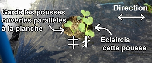 Si tu n’es pas sûr, garde les cotylédons parallèles à la planche