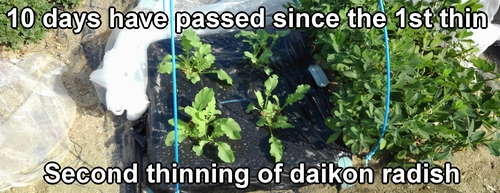 The second thinning of Shogoin daikon and Green neck daikon