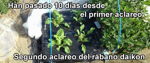 El segundo aclareo del rábano daikon (rábano japonés) Shogoin y Aokubi