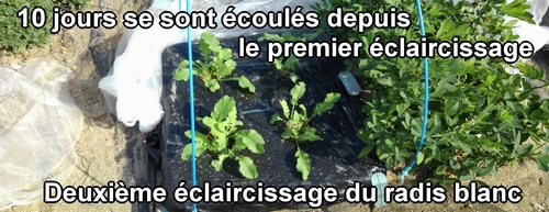 Le deuxième éclaircissage des radis japonais (radis blanc) Shogoin et Aokubi