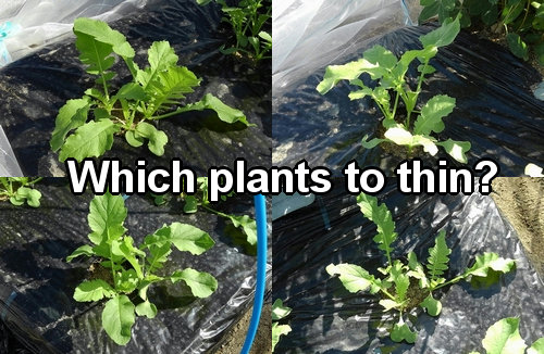 We decide which plants to thin based on the condition of the leaves