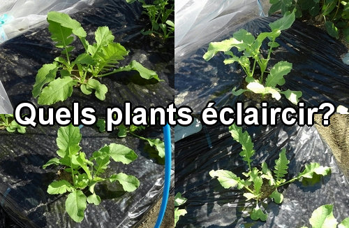 Nous décidons quels plants éclaircir en fonction de l'état des feuilles