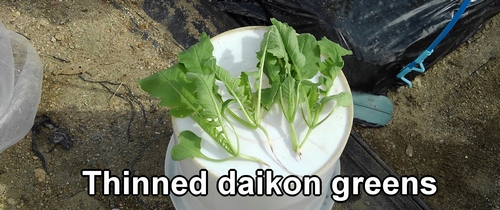 Thinned greens of Shogoin daikon and Green neck daikon