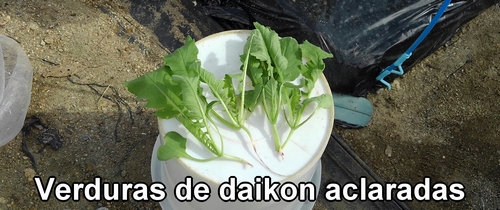 Verdes aclaradas de rábano daikon (rábano japonés) Shogoin y Aokubi