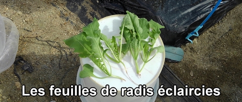 Les feuilles éclaircies des radis blanc (radis daikon) Shogoin et Aokubi