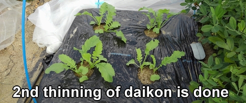 The second thinning of "Shogoin" daikon and "Green neck" daikon radish is done