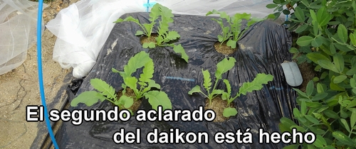 Se ha completado el segundo aclarado de los rábano daikon (rábano japonés) Shogoin y Aokubi