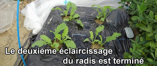 Le deuxième éclaircissage des radis blanc (radis daikon) Shogoin et Aokubi est terminé