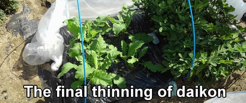 The third thinning of Shogoin daikon and Green neck daikon