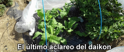 El tercer aclareo del rábano daikon (rábano japonés) Shogoin y Aokubi