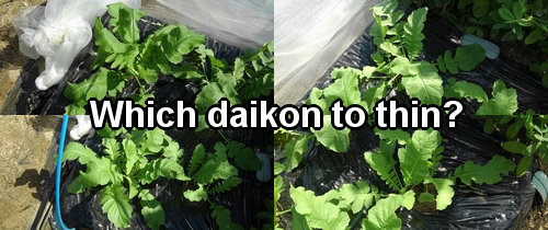 Which daikon to thin？