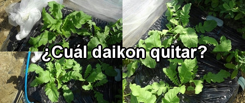 ¿Cuál rábano daikon (rábano japonés) quitar?