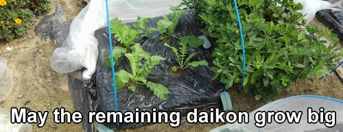 The thinning of daikon radish is complete