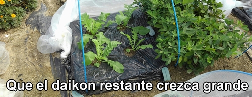 El aclareo del rábano daikon (rábano japonés) está completo