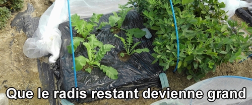 L’éclaircissage du radis daikon (radis japonais) est terminé