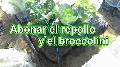 Abonar el repollo (col repollo) y el broccolini (brócoli bimi)