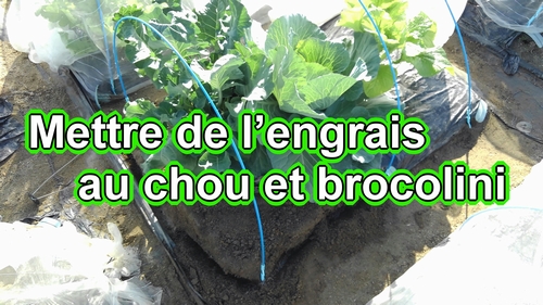 Mettre de l’engrais au chou (chou cabus) et au brocolini (brocoli bimi)
