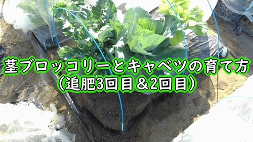 キャベツ（新藍キャベツ）と茎ブロッコリーの追肥