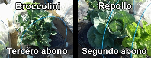 Segundo abono para el repollo (col repollo), tercero para el broccolini (brócoli bimi)