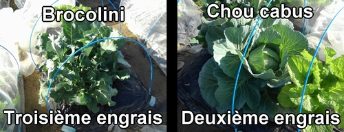 Deuxième fertilisation pour le chou (chou cabus), troisième pour le brocolini (brocoli bimi)