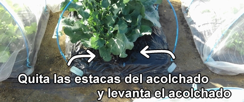 Levanta el acolchado en el bancal del repollo (col repollo) y el broccolini (brócoli rapini)