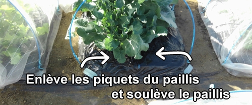 Soulève le paillis sur la planche de chou (chou cabus) et de brocolini (brocoli bimi)