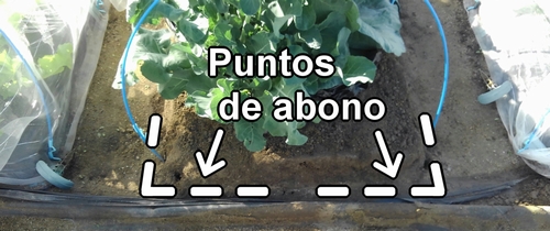 Lugares para abono extra del broccolini (brócoli bimi)