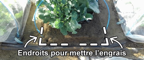 Endroits pour ajouter de l’engrais pour le brocolini (chou bimi)