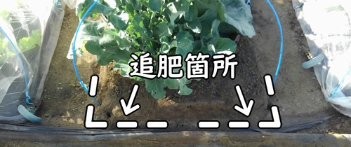 茎ブロッコリーの追肥箇所