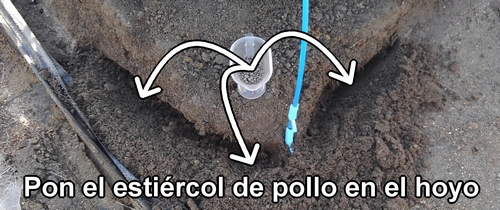 Pon el estiércol de pollo en el hoyo