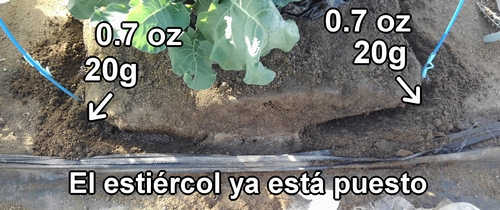 Agrega 20g (0.7 oz) de estiércol de pollo en cada lugar para el abono extra