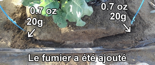 Ajoute 20g (0.7 oz) de fumier de poule à chaque endroit pour l'engrais