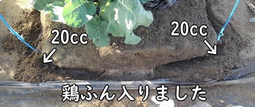 1ヶ所あたり20ccの鶏糞を追肥する