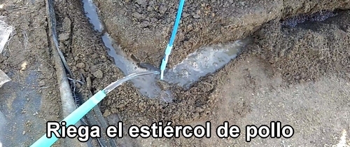 Riega el estiércol de pollo