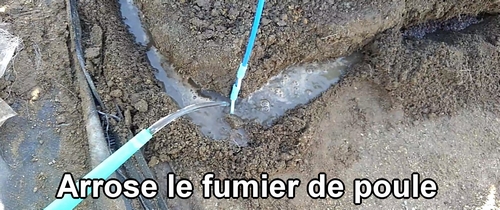 Arrose le fumier de poule