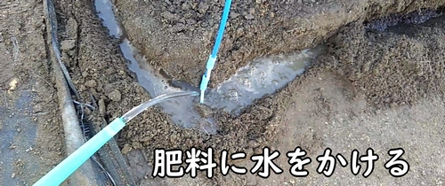 追肥した鶏糞に水をかける