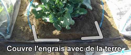Couvre l'engrais avec de la terre